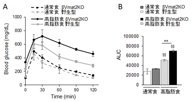 図1. β細胞におけるVmat2遺伝子欠損（βVmat2KO）マウスは高脂肪食摂食により耐糖能に異常をきたす。