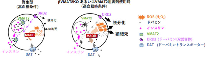 図3. Vmat2機能不全に伴う膵臓β細胞中のROS発生機構
