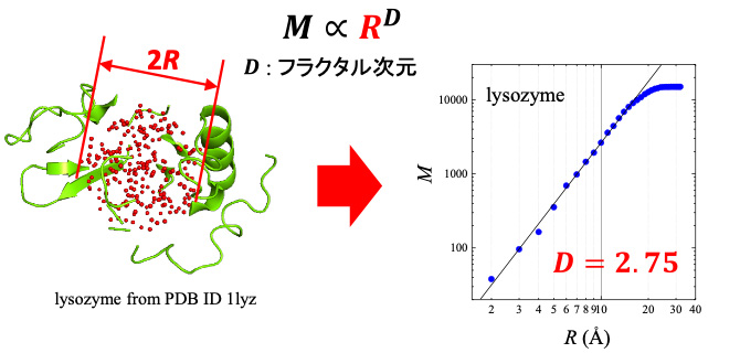 図3. タンパク質リゾチームに対する、（左）質量フラクタルの概念図と、（右）質量フラクタルの計算図。研究対象のリゾチームの質量フラクタル次元は2.75である。