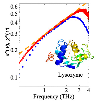 図4. テラヘルツ分光で得たタンパク質リゾチームの誘電（吸収）スペクトル（赤丸）の対数表示。青丸のデータは同一試料に対するラマンスペクトル。スペクトルの傾き（オレンジ破線）にフラクタル次元の情報が含まれる。