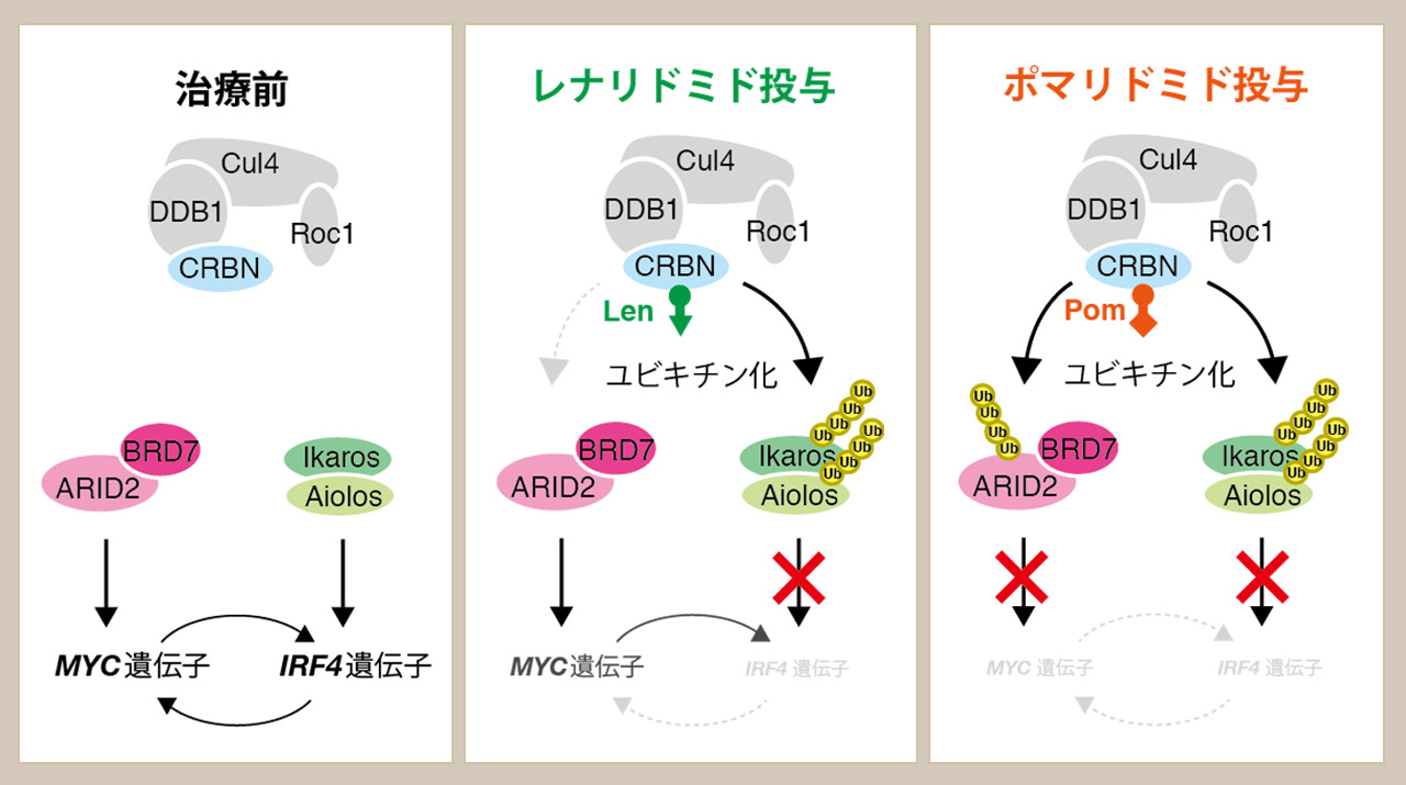 完 ミ 免疫