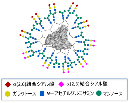 がん細胞と強く相互作用結合した、高次不均一性を持つ糖鎖アルブミン