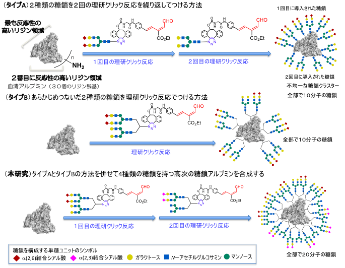 図2. 理研クリック反応を使用した不均一な糖鎖アルブミンの効率的合成