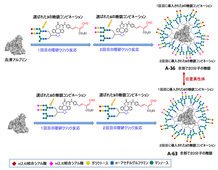 図4. 4種類の異なる糖鎖を持つ高次な不均一糖鎖アルブミンの合成