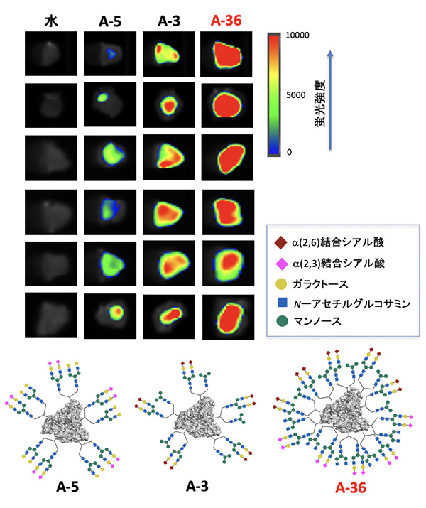 図6. 不均一な糖鎖アルブミンの生のがんへの相互作用