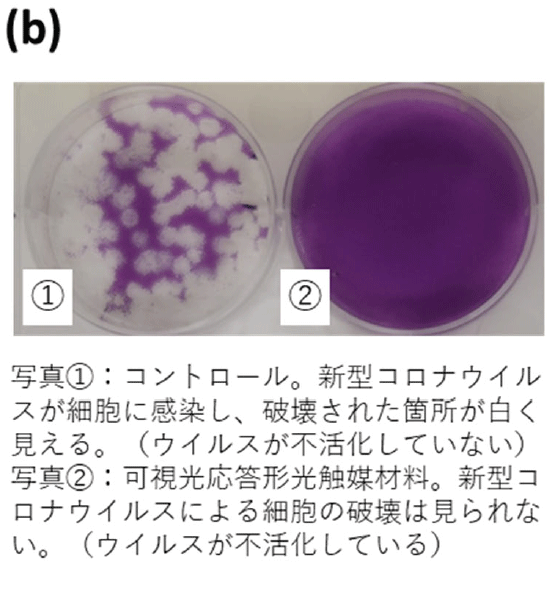 （b）ウイルス感染評価結果の一例。写真1：コントロール。新型コロナウイルスが細胞に感染し、破壊された箇所が白く見える（ウイルスが不活化していない）。写真2：可視光応答型光触媒材料。新型コロナウイルスによる細胞の破壊は見られない（ウイルスが不活化している）。