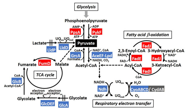 図4. 炭素源代謝におけるPdhRの標的遺伝子群。赤がPdhRにより活性化、青が抑制化される遺伝子を示す。