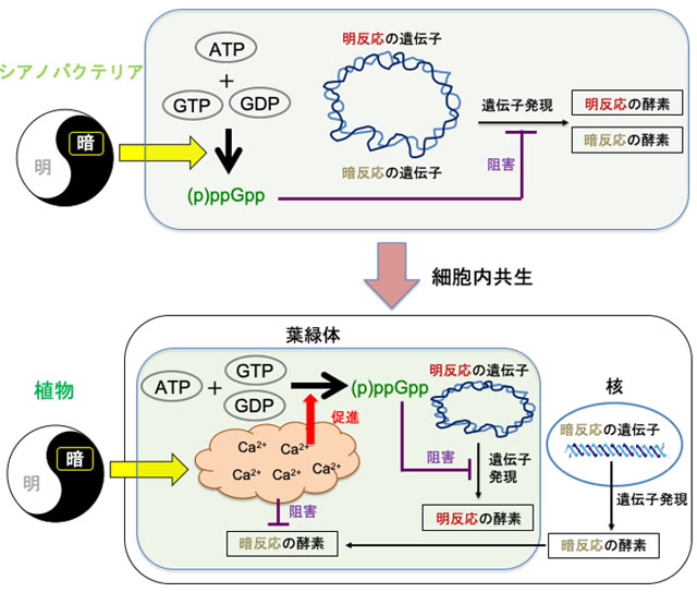 図2. シアノバクテリアと植物におけるppGppを介した光合成の制御機構モデル