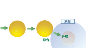 オートファジーに必須な因子の作用機構を分子レベルで解明