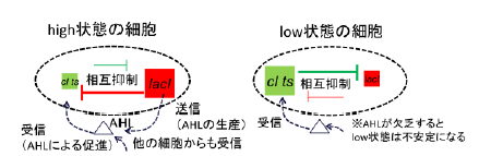 図3 high 状態、low 状態の細胞における遺伝子の相互作用の様子。