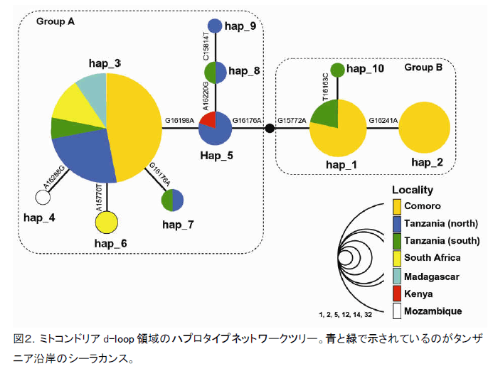 図2.ミトコンドリアd-loop領域のハプロタイプネットワークツリー。青と緑で示されているのがタンザニア沿岸のシーラカンス。