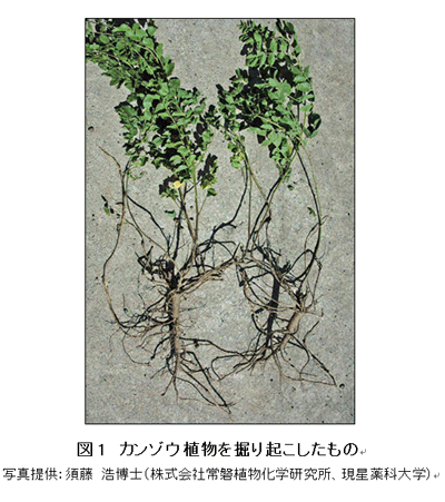 図１ カンゾウ植物を掘り起こしたもの