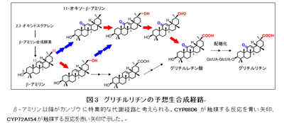 図３ グリチルリチンの予想生合成経路