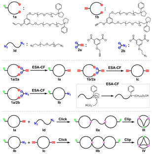 図.2 (a) 図2. ESA-CF 法，クリックケミストリー（Click）およびオレフィンメタセシス（Clip）を 用いた多環縮合型高分子構築の模式図