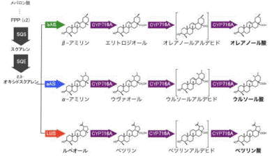図2　オレアノール酸、ウルソール酸、ベツリン酸生合成経路 β-アミリン合成酵素（bAS）、α-アミリン合成酵素(aAS)、ルペオール合成酵素(LUS)が触媒する反応をそれぞれ緑、青、オレンジ色の矢印で示した。CYP716A サブファミリータンパク質が触媒する酸化反応のステップを紫色の矢印で示した。