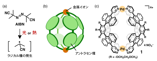 図1 (a) ラジカル開始剤AIBNの構造式と光または熱による分解。 (b,c) 分子カプセル1の模式図とその構造式。