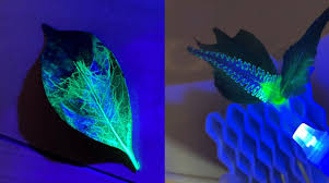 科学教室「植物の葉について学ぼう —葉脈のしおりを作ろう—」ほか 2019年度開催報告