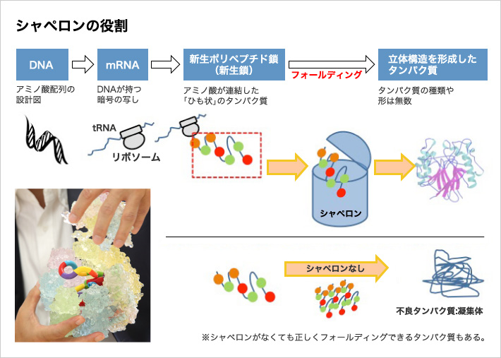 分子 シャペロン と は