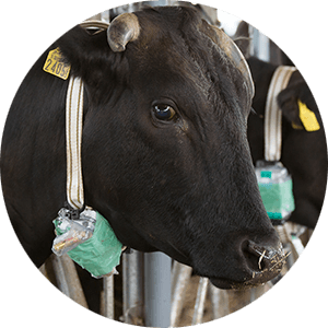 牛の行動観察システム