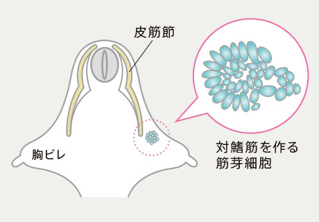 トラザメ胚の対鰭における対鰭筋発生様式の模式図