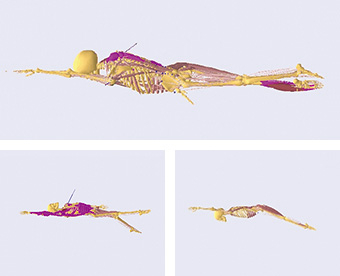 SWUMを使えば、水泳の全身筋骨格シミュレーションも可能。クロール、平泳ぎ、背泳ぎ、バタフライの4泳法に対応している。