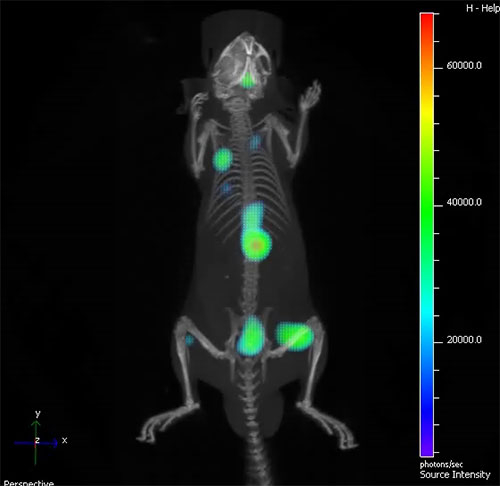 マウスの体中に散らばったがんが光っている様子