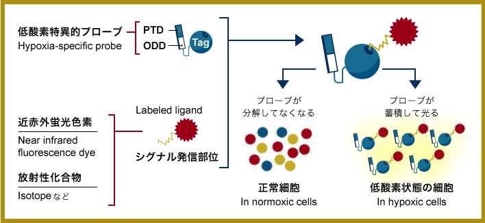 図：低酸素特異的イメージングプローブの仕組み