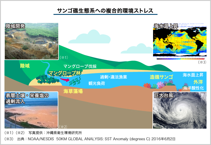 サンゴ礁生態系への複合的環境ストレス