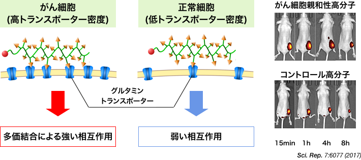 がん細胞親和性を有する、シェル（ナノマシンの外殻）構成高分子の開発