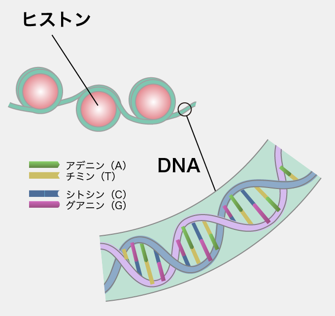 DNAとヒストン