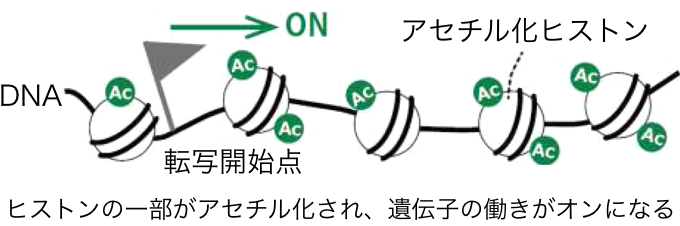 ヒストンの一部がアセチル化され、遺伝子の働きがオンになる