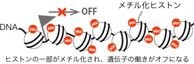 ヒストンの一部がメチル化され、遺伝子の働きがオフになる