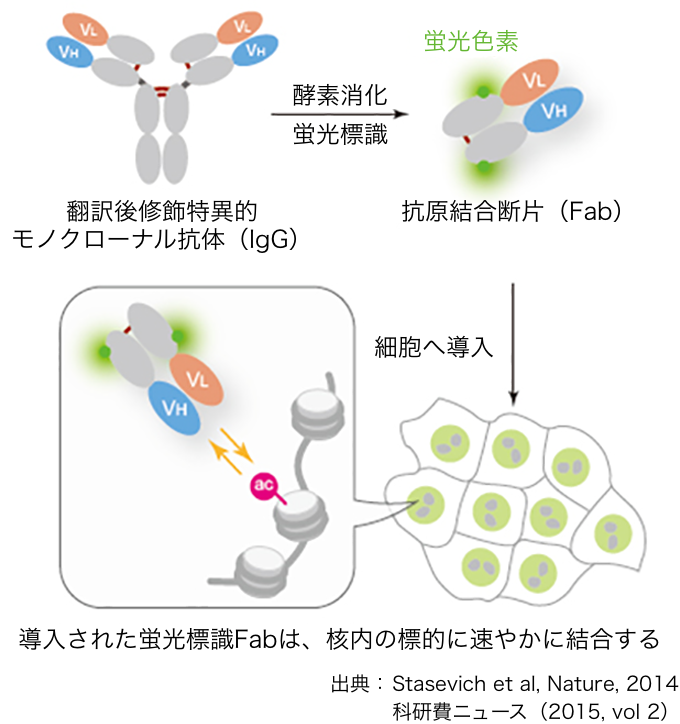 蛍光で標識した抗体を生きた細胞に導入することでメチル化やアセチル化された場所や挙動を調べることができる