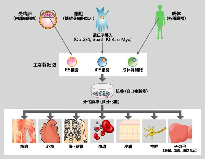 幹細胞にはES細胞、iPS細胞、成体幹細胞がある