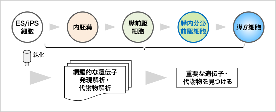 図1. 膵臓をES／iPS細胞から作製するプロセス