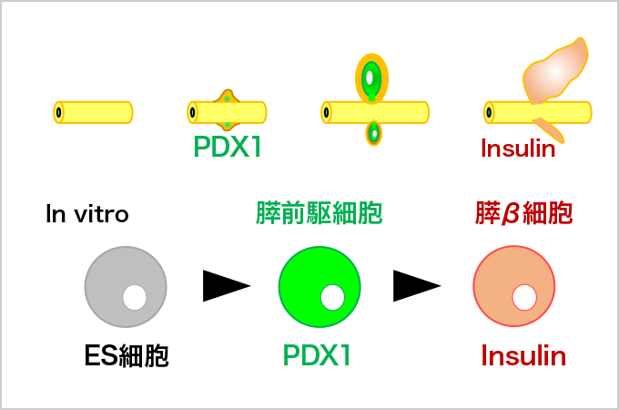 図2. ES細胞から膵への分化誘導