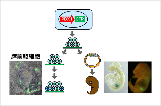 図3. 発生・分化を試験管内で可視化