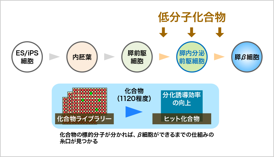 図4. 分化を促進する化合物を探索し、未知な作用機序を発見