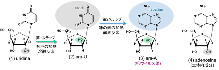 図1. アラセナ（ara-A）の構造と合成過程