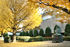大岡山キャンパスの黄葉　黄葉と手島先生像。「学問の秋」を感じさせます。