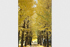 大岡山キャンパスの黄葉　緑が丘地区北1号館前の銀杏並木。空を埋めるほどの黄葉です。
