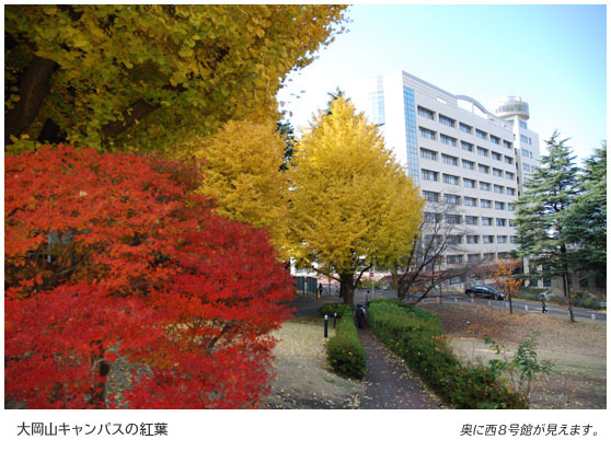 大岡山キャンパスの黄葉　奥に西8号館が見えます。