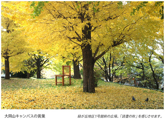 大岡山キャンパスの黄葉　緑が丘地区1号館前の広場。「読書の秋」を感じさせます。