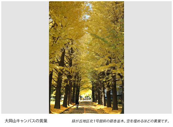 大岡山キャンパスの黄葉　緑が丘地区北1号館前の銀杏並木。空を埋めるほどの黄葉です。
