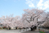 大岡山キャンパスの桜　本館前の桜並木。青空に良く映えます。