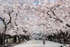 大岡山キャンパスの桜　本館前の桜並木。満開時には一般の方も鑑賞できます。
