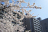 すずかけ台キャンパスの桜　桜の奥はB1、B2棟です。