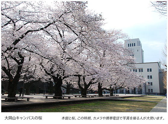 大岡山キャンパスの桜　本館と桜。この時期、カメラや携帯電話で写真を撮る人が大勢います。