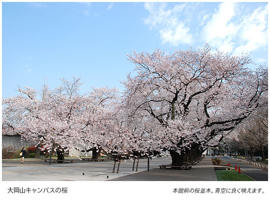 大岡山キャンパスの桜　本館前の桜並木。青空に良く映えます。