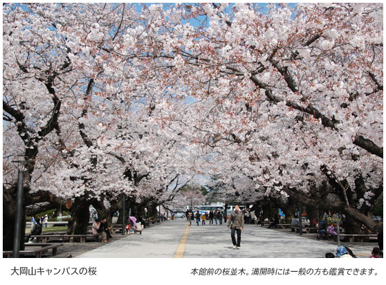 大岡山キャンパスの桜　本館前の桜並木。満開時には一般の方も鑑賞できます。